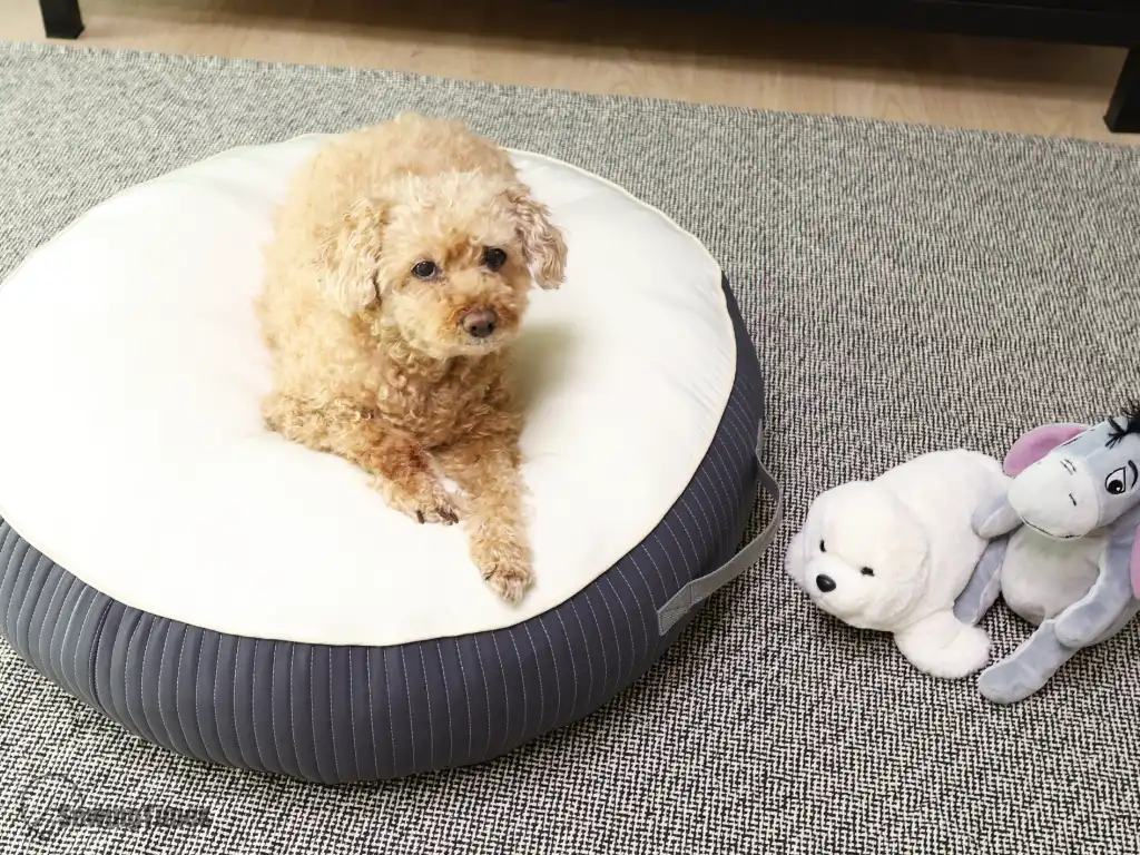 Read more about the article DIY Cozy Pet Bed: A Beginner-Friendly Guide for Your Furry Friend